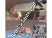 Judi Sabung Ayam Menjamur Di Desa Ramunia Satu : Hanya Selangkah Dari Sekolah Dan Kantor Desa, Warga Desak Polisi Bertindak