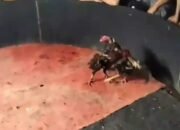 Judi Dadu & Sabung Ayam Milik “Cabak”  yang berada di Kelurahan Limau Sundai, Binjai Barat Bebas Beroperasi, diduga direstui Oleh Aparat Penegak Hukum (APH)