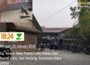 Judi Sabung Ayam Di Gg. Sosial, Pantai Labu Pekan Kebal Hukum, Diduga Akibat Hubungan Baik Dengan Oknum Desa Dan Oknum Polsek