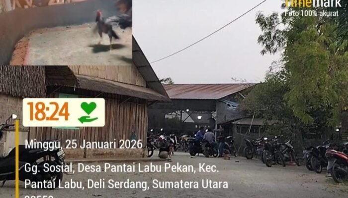 Judi Sabung Ayam Di Gg. Sosial, Pantai Labu Pekan Kebal Hukum, Diduga Akibat Hubungan Baik Dengan Oknum Desa Dan Oknum Polsek