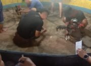 Kapolda Sumut Dan Kapolres Pelabuhan Belawan Diminta Bertindak,Sabung Ayam Diduga Milik “Wan” Alias “Di” dan “As” Alias “An” Bebas Beroperasi Di Gang Bunga Pasar 4 Marelan Tanpa Tindakan Hukum