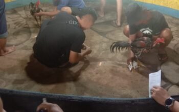 Kapolda Sumut Dan Kapolres Pelabuhan Belawan Diminta Bertindak,Sabung Ayam Diduga Milik “Wan” Alias “Di” dan “As” Alias “An” Bebas Beroperasi Di Gang Bunga Pasar 4 Marelan Tanpa Tindakan Hukum
