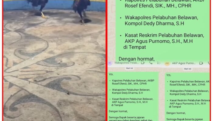 Jelang Operasi Besar Judi Sabung Ayam,Polres Belawan Dinilai Tutup Mata,Krisis Kepercayaan Masyarakat Marelan,18 April Menjadi Penentu Hukum