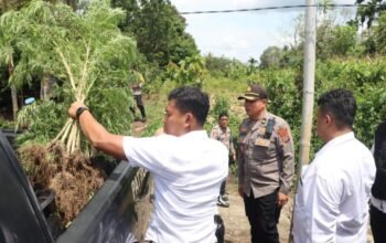 Polres Karo Kembali Gerebek Barak Narkoba dan Judi di Sukatendel