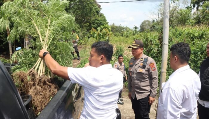 Polres Karo Kembali Gerebek Barak Narkoba dan Judi di Sukatendel